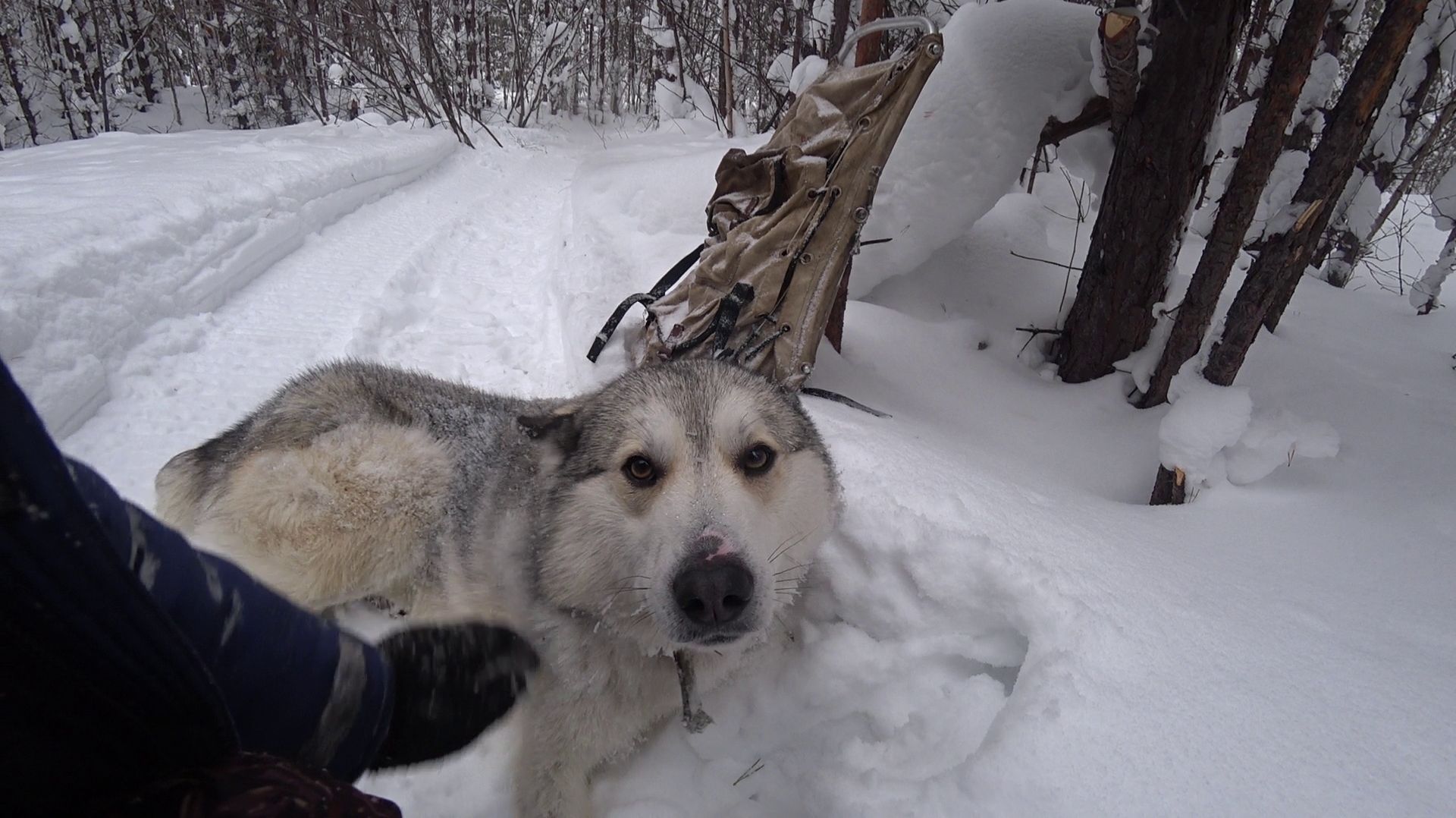 ВСЁ!!! СЕЗОН 25-26 ЗАКОНЧЕН. МАЛЫЙ КРУГ ЗАКРЫТ.РЫСЬ НАПАКОСТИЛА ВЕЗДЕ. смотреть онлайн