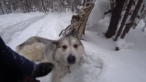 ВСЁ!!! СЕЗОН 25-26 ЗАКОНЧЕН. МАЛЫЙ КРУГ ЗАКРЫТ.РЫСЬ НАПАКОСТИЛА ВЕЗДЕ.