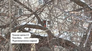 Бешеные крючки 8.0. Благодать. Незапланированная игрушка 🐺🧶