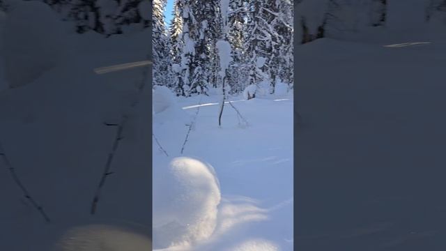 Отвод и таксация лесосек Пермский край. ИП ИЛЬИНЫХ.