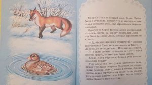 Серая Шейка.