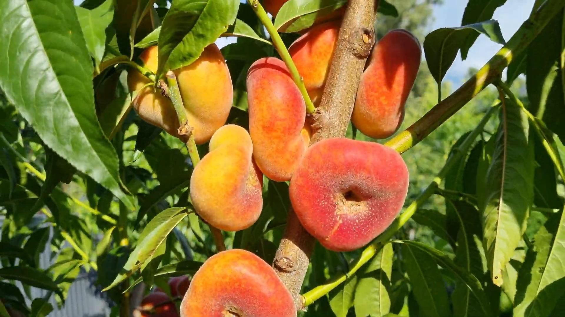 Инжирный персик Владимирский Ростов-на-Дону