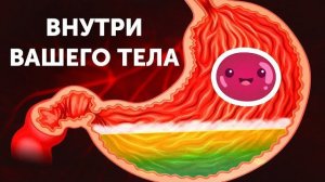 Путешествие по вашему телу (что внутри человека) 3D