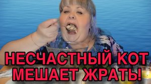 НЕСЧАСТНЫЙ КОТ МЕШАЕТ ЖРАТЬ. ЮЛЯ СТАР. ОБЗОР.