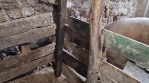 Работа по хозяйству: ремонт клеток, уборка у поросят.