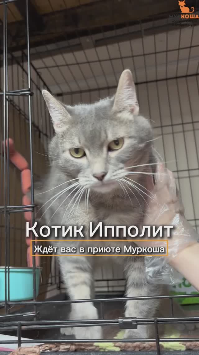 Ипполит ждёт вас в приюте #Муркоша смотреть онлайн