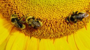 Насекомые - работяги