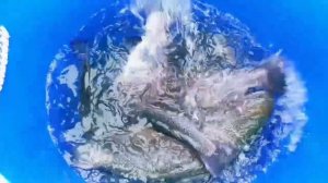 Запуск от 15.02.26