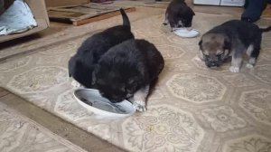 Щенки от мороза. Часть 2.