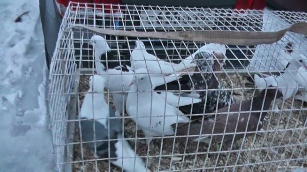 Ярмарка голубей Рязань 14февраля 2026 года фильм 1