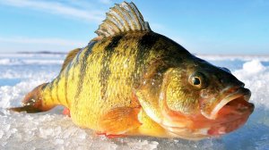 Зимняя рыбалка на окуня. Февраль.