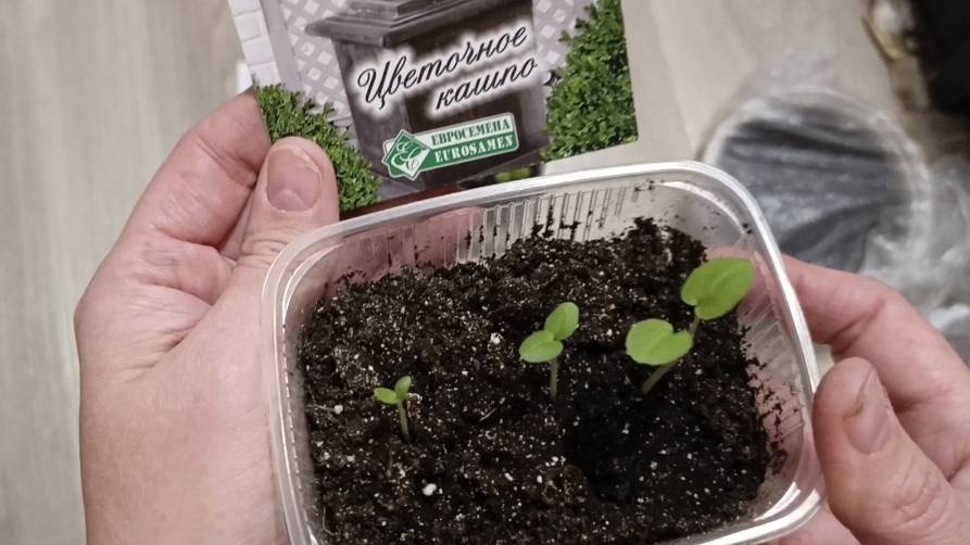 Как подросли всходы пеларгонии и эустомы