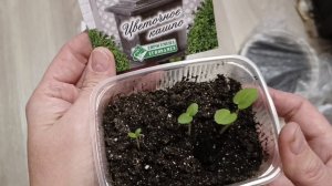 Как подросли всходы пеларгонии и эустомы