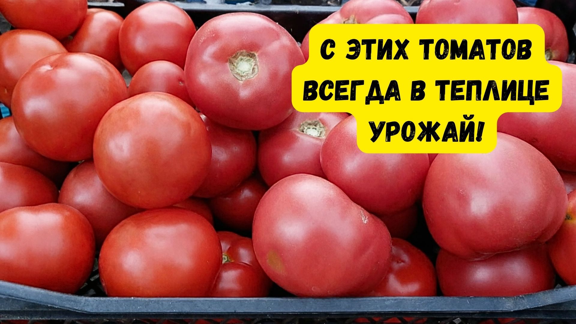 Одни из лучших высокорослых томатов, или, что будем выращивать в теплице! смотреть онлайн