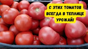Одни из лучших высокорослых томатов, или, что будем выращивать в теплице!
