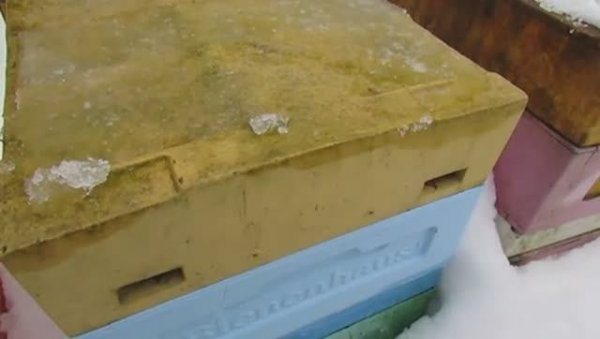 февраль, дальневосточная пчела, смотрю необходимость зимнего подсиливания отводков , 14.02.2026