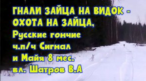 ГНАЛИ ЗАЙЦА НА ВИДОК - ОХОТА НА ЗАЙЦА, гончие ч.п/ч Сигнал и Майя 8 мес. вл. Шатров В.А. #топ #hun