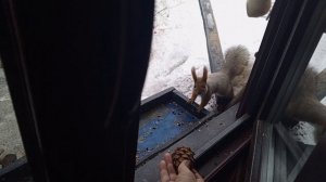 белки утром