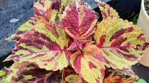 ВОСХИТИТЕЛЬНЫЕ КОЛЕУСЫ!! Тонкости Посева!!