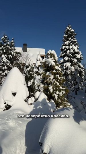 Почему стряхивать снег с растений, часто вред, а не помощь❓ *мой подход✍️