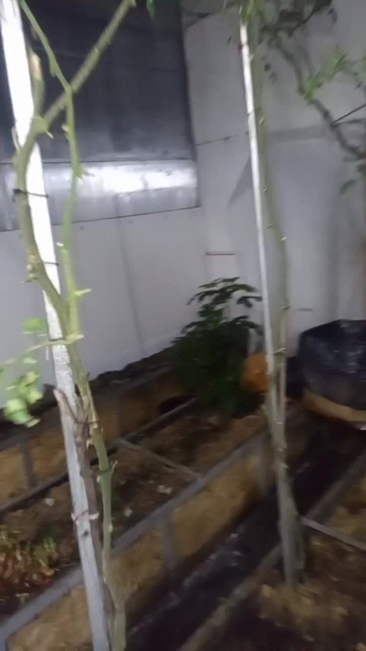 Всем привет, доброй ночи.  Новый эксперимент с белокрылкой. Буду сажать цветок Агератум. Он долже…