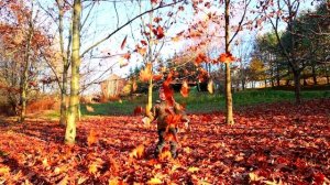 Осень
сл. и муз. Ю.Бойков.