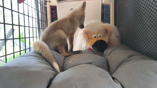 #уралиса #лис #лиса смотреть онлайн