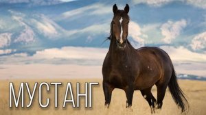 Мустанги: не те, кем кажутся! 5 фактов, которые взорвут мозг.