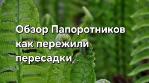 Обзор Папоротников которые снял с Фитильного полива