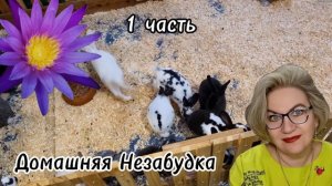 1 часть. Побочки ОВУЛЯЦИИ на улице РАЗВРАТА❗️