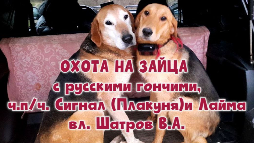 Охота с русскими гончими, ч.п/ч. Сигнал (Плакуня) и Лайма вл. Шатров В.А.#охотасгончей#топ#hunting смотреть онлайн