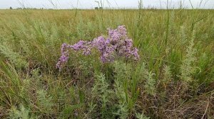 Луговые цветы. Статица (Кермек)