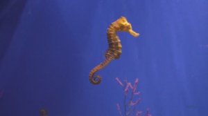 Морской конёк