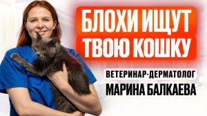 Как сделать, чтобы кошка не чесалась | Интервью с дерматологом