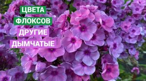 Другие дымчатые. Видео из серии Цвета Флоксов