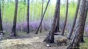 СЕЛЬСКИЙ МОТИВ  (30) Кабан на соли в июне (Видио)