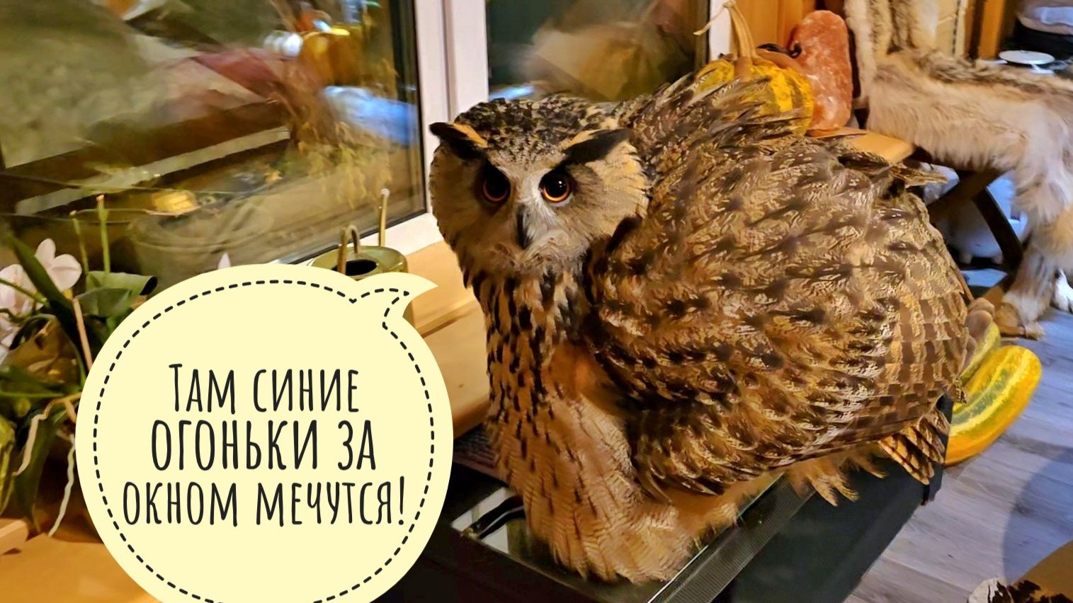 Сова филин Ёль наводит в доме суету (нет) смотреть онлайн