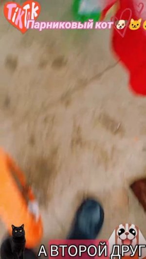 Животные приколы и не только😅