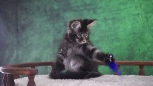 X-man 3 месяца