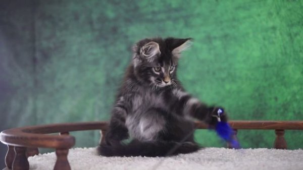 X-man 3 месяца