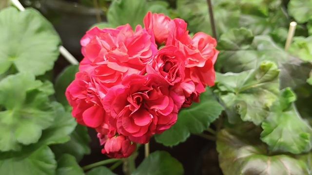 Зимовка и цветение 🌸🌸 смотреть онлайн