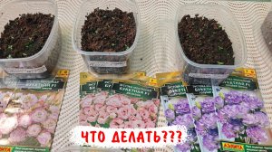 Катастрофа с выращиванием эустомы. Самые худшие семена за все годы выращивания эустомы