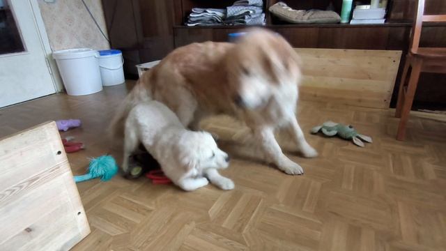 Игры с Аришей и Булей