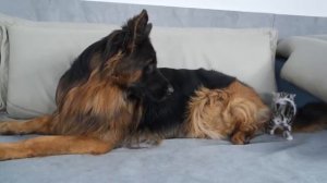 Мама кошка показывает котят овчарке. Ничего милее сегодня уже не будет