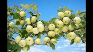 Яблоня — Белый налив: простой уход для сада и огорода