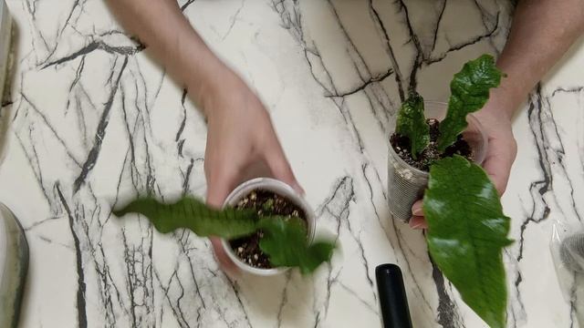 Комнатные растения. Папоротники. Как взошли споры папоротников, прошёл год. смотреть онлайн