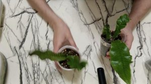 Комнатные растения. Папоротники. Как взошли споры папоротников, прошёл год.