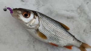 Мормышинг с силиконовым мотылём. Голавль, плотва