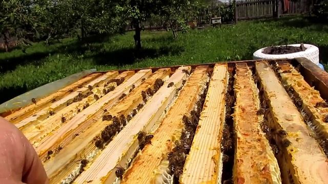 Мёд с посевного взятка в июне смотреть онлайн