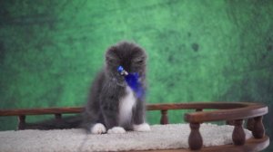 Winter 3 месяца